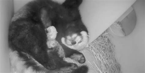 Newborn Red Panda Cubs Delight In The Zoo Season Premiere Exclusive Clip