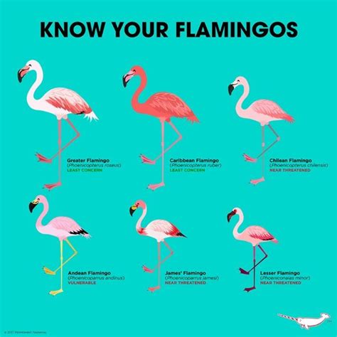Infographic Know Your Flamingos Media Tweets By Flamingo Spec Group