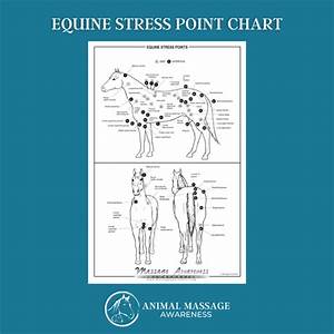 Equine Stress Point Chart 11 Quot X 17 Quot Animal Awareness