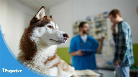 How do you determine what will be. How Does Pet Insurance for a Dog with a Pre-Existing ...