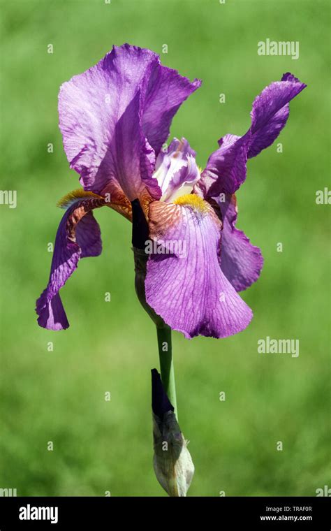 Purple Iris Mulberry Rose Irises Tall Bearded Iris Beautiful