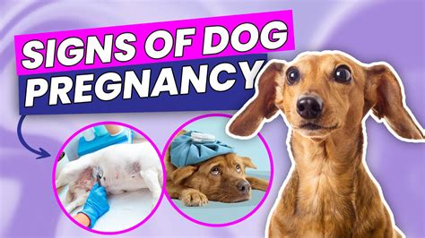6 Ways To Know If Your Dog Is Pregnant Youtube