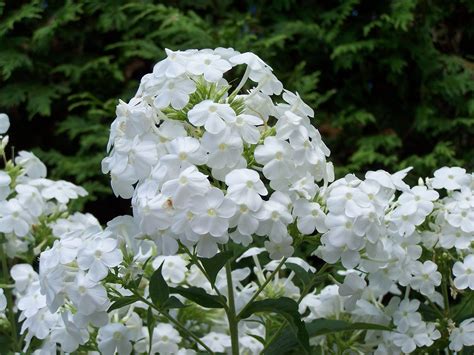 Check spelling or type a new query. Midsummer White | White perennial flowers, Perennials ...