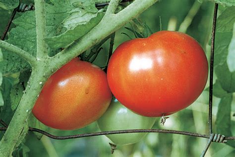 Beefsteak Red Tomato Heirloom Seeds Pack Of 10 Greenmylife