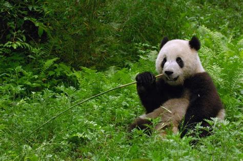Giant Panda Sitting In Vegetation Eating Bamboo Wolong Nature Reserve