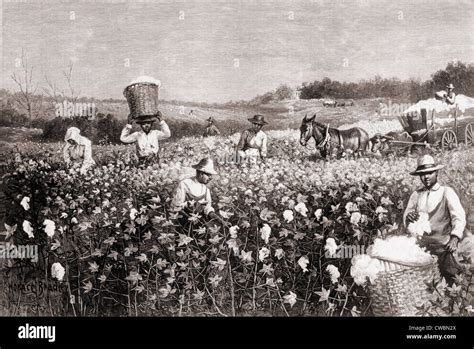 African Americans Picking Cotton In The Us South In 1887 Wood