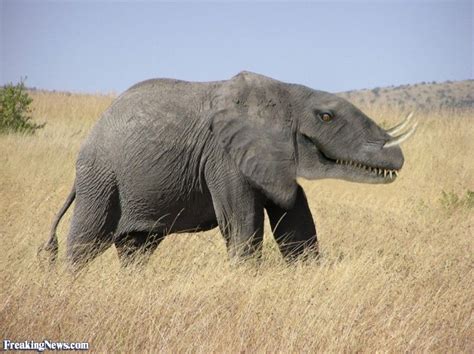 Elephantosaurus