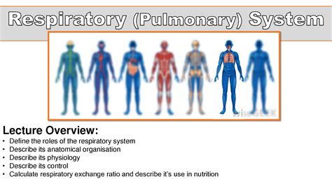 Solution Lecture Slides Respiratory System Studypool