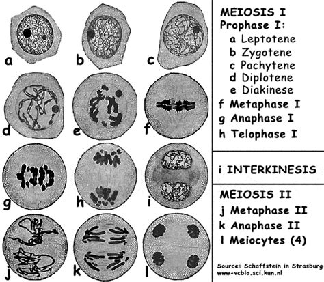 Mitosis Stages Under Microscope