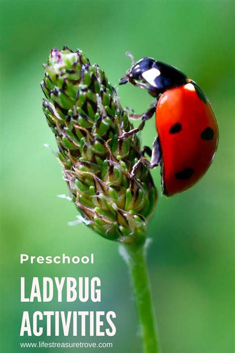 Preschool Ladybug Activities Ladybugs Preschool Grouchy Ladybug