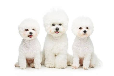 Bichon Frise Price A Complete Guide With Calculator PetBudget