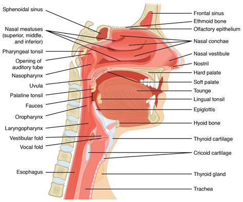 Nose Pharynx Larynx Diagram Quizlet The Best Porn Website