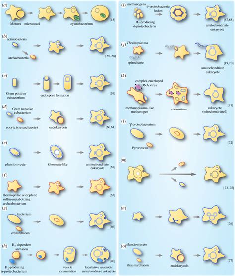 Animal cells are eukaryotic.it is determined by the complexity of cell or by cell organelles. Models describing the origin of the nucleus in eukaryotes ...