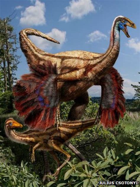 Dinosaur Feathers Developed For Courtship Bbc News