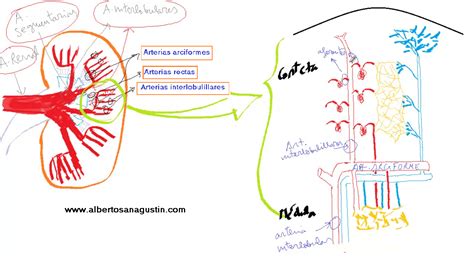 Außerdem lernst du, wie du die grundfläche. Nefrona y Circulación Renal (anatomía) | Dr. Alberto ...