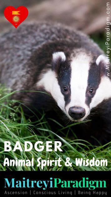 Badger What Does It Mean When You Receive Badger As A Spirit Animal Or