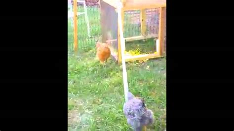Silly Chickens Being Silly Youtube