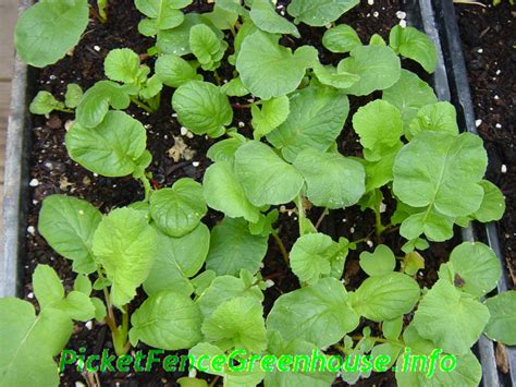 The enlarged root and hypocotyl of radish are consumed mainly as a salted vegetable and are also eaten fresh as grated radish, garnish, and salad. Transplanting Radishes Indoors From Seed - Picket Fence ...