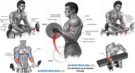 Forearm Workouts Best 4 Exercises To Build Forearms All