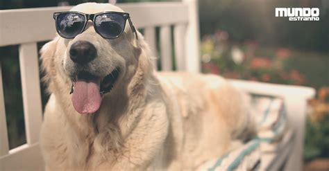 Quais as diferenças entre o corpo do homem e o do cachorro? | Super