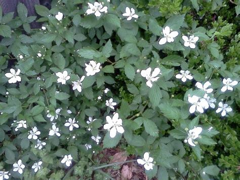 Identification What Is This Bush With Five Petalled White Flowers