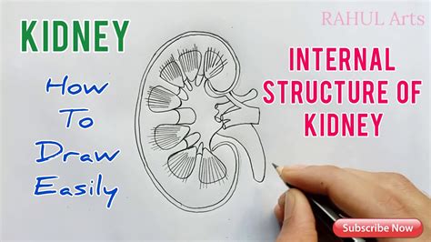 How To Draw Kidney Step By Step Easy - Askworksheet