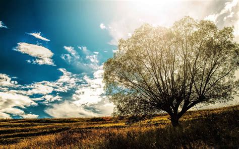Lonely Tree In The Field Mac Wallpaper Download Allmacwallpaper