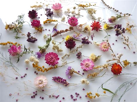 60 Dried Flowers For Resin Dried Flowers For Crafts Dried Flower