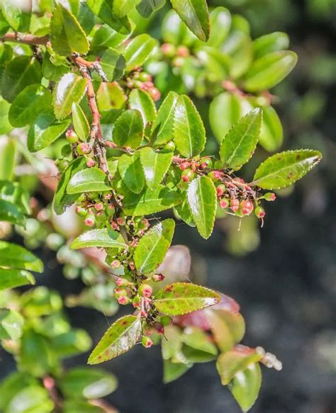 Evergreen Huckleberry Plant Care And Growing Basics Water Light Soil