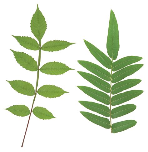 Green Leaves Png Image Purepng Free Transparent Cc0