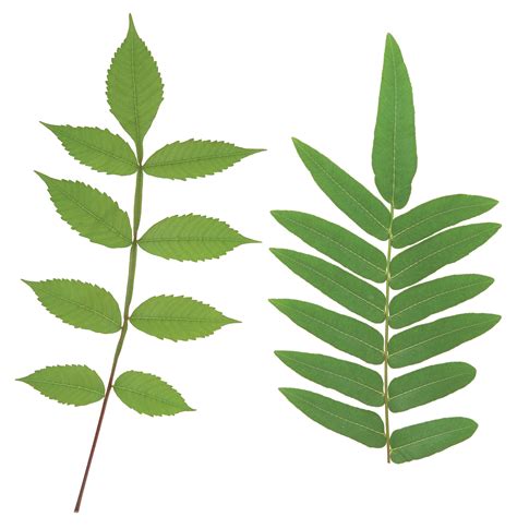 Here you can download free leaf png pictures with transparent background. Green leaves PNG Image - PurePNG | Free transparent CC0 ...
