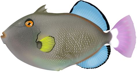Pinktail Triggerfish Melichthys Vidua Marinewise