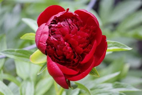 Different types of peonies bring various attributes to the garden scene. 31 Types of Peonies (All Colors, Bloom Types and Varieties ...