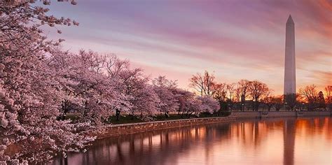 Washington Cherry Blossom Tour Getyourguide