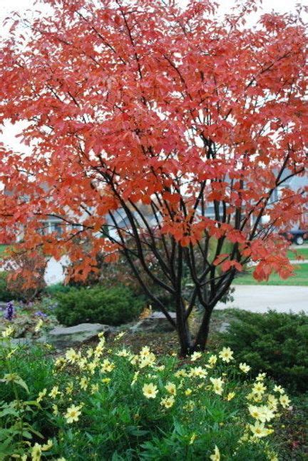 Patio trees are small, beautiful shade trees that can grow in containers or the ground. Northeast Ohio landscapers' short lists of favorite trees ...
