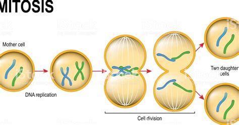 Reproduccion De Las Celulas Mitosis Y Meiosis Consejos Celulares Gambaran