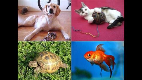 Resumen De 27 Artículos Que Animales Se Pueden Tener Como Mascotas