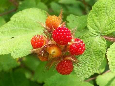 Wild Raspberries Raspberry Strawberry Fruit