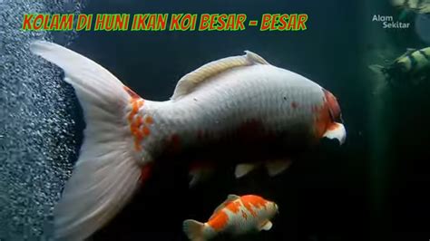 Ikan Koi Besar Hobi Mancing