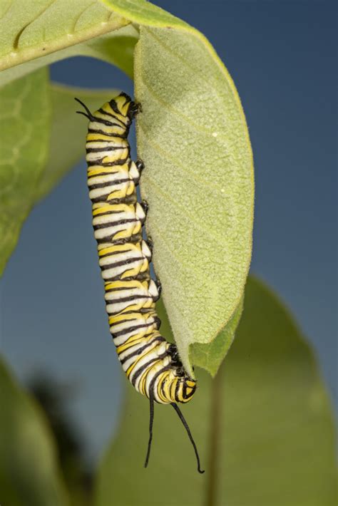 Where Have All The Monarch Butterflies Gone