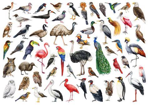 Various Forest Birds Watercolor Illustration Big Set Hand Drawn
