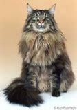 As their name suggests, maine coon cats are native to the pine tree state. Maine Coon Cat Breed - Facts & Personality Traits | Hill's Pet
