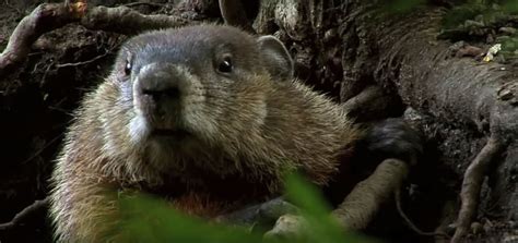 How do i get rid of woodchucks in my yard? Ways To Keep Groundhogs Out Of Your Garden - Garden Ftempo