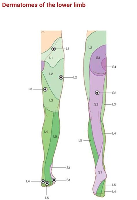 Lower Extremity Dermatomes Foot