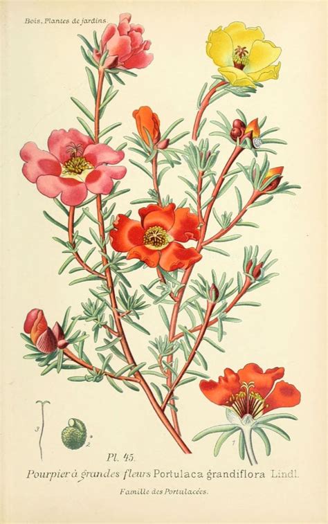 Check spelling or type a new query. Épinglé sur botanica