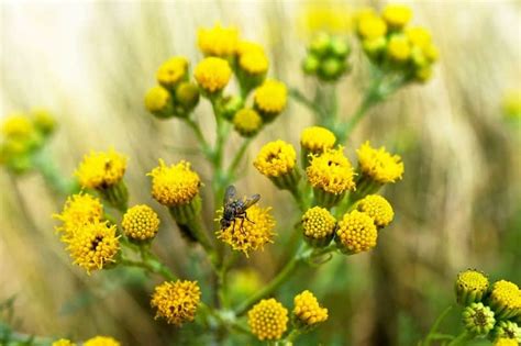 Common Weeds In Uk Gardens