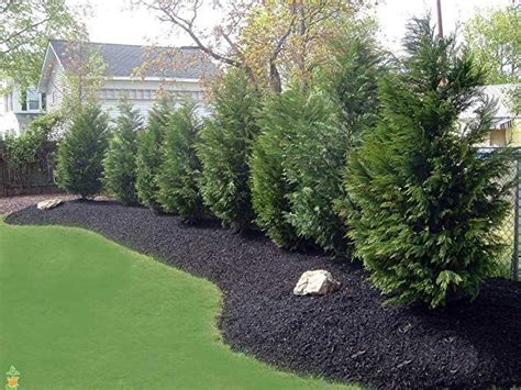 Leyland Cypress Tree Fast Growing Evergreen With Fine Feathery Soft