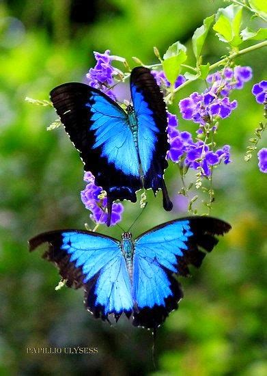 Ulysses Butterfly Papilio Ulysses ~ Stunning Nature