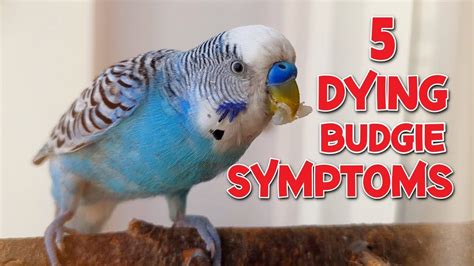 5 Symptoms Of A Dying Budgie Youtube