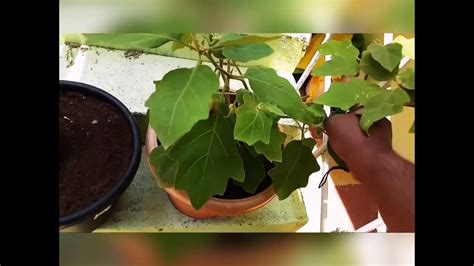 Pruning An Eggplant Brinjal Plant Youtube
